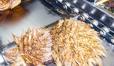  Palm Oil Industry 